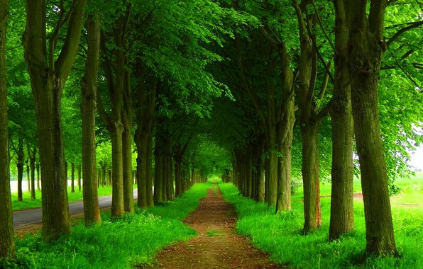 Trees Road Forest Park Spring Wallpaper Photos Pictures