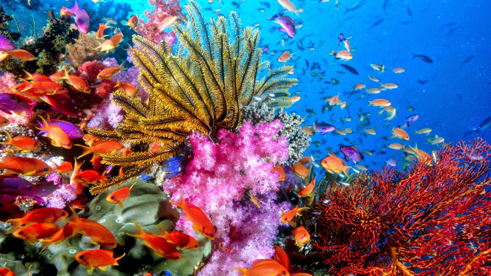 Coral Reef   HD Wallpapers Earth Blog
