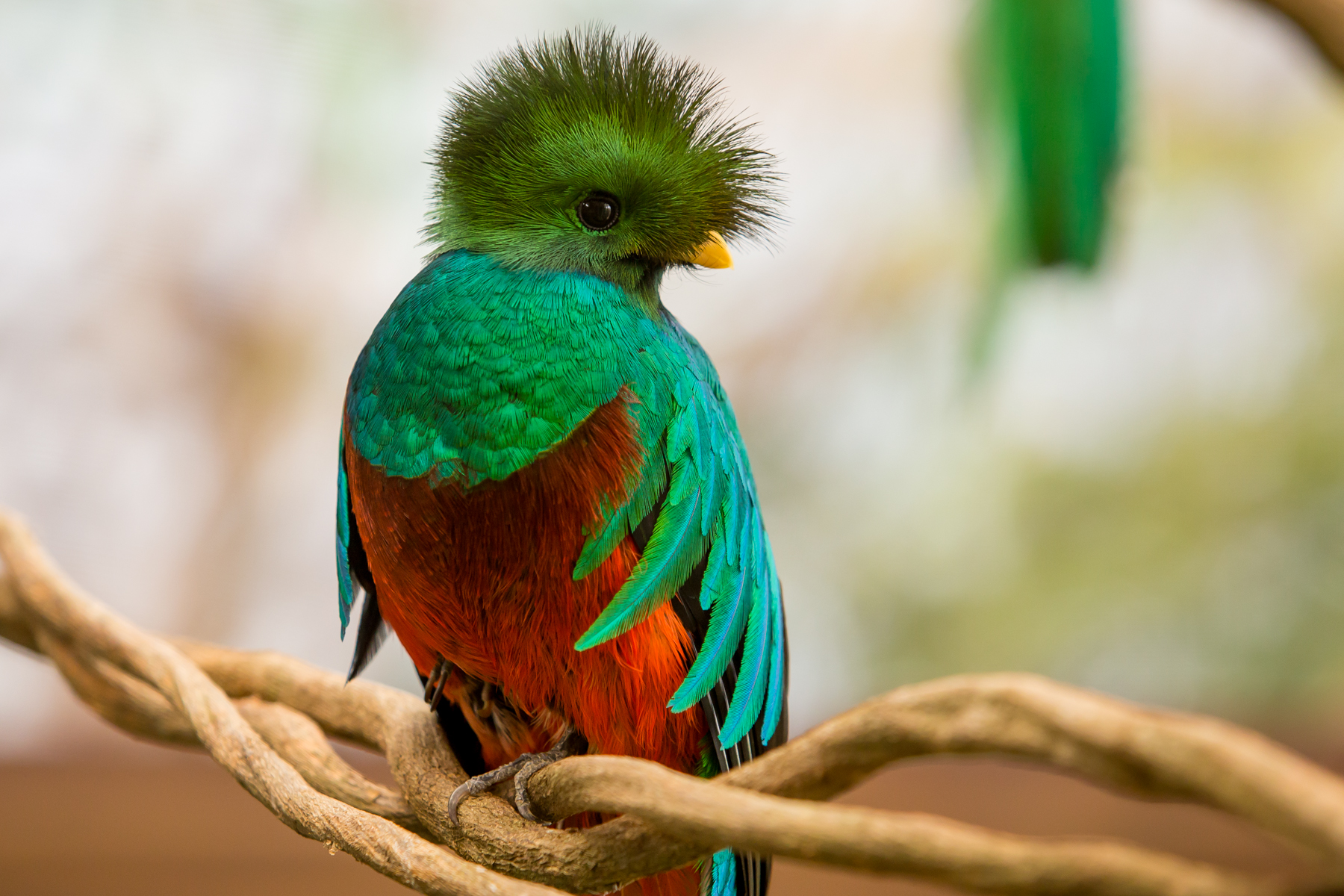 The Quetzals In Xcaret Are A Perfect Health And Now Living