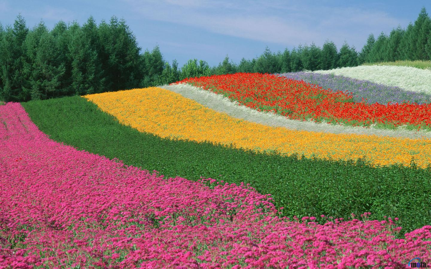 Download Wallpaper Tomita farm lavender fields   Furano Japan 1440 x