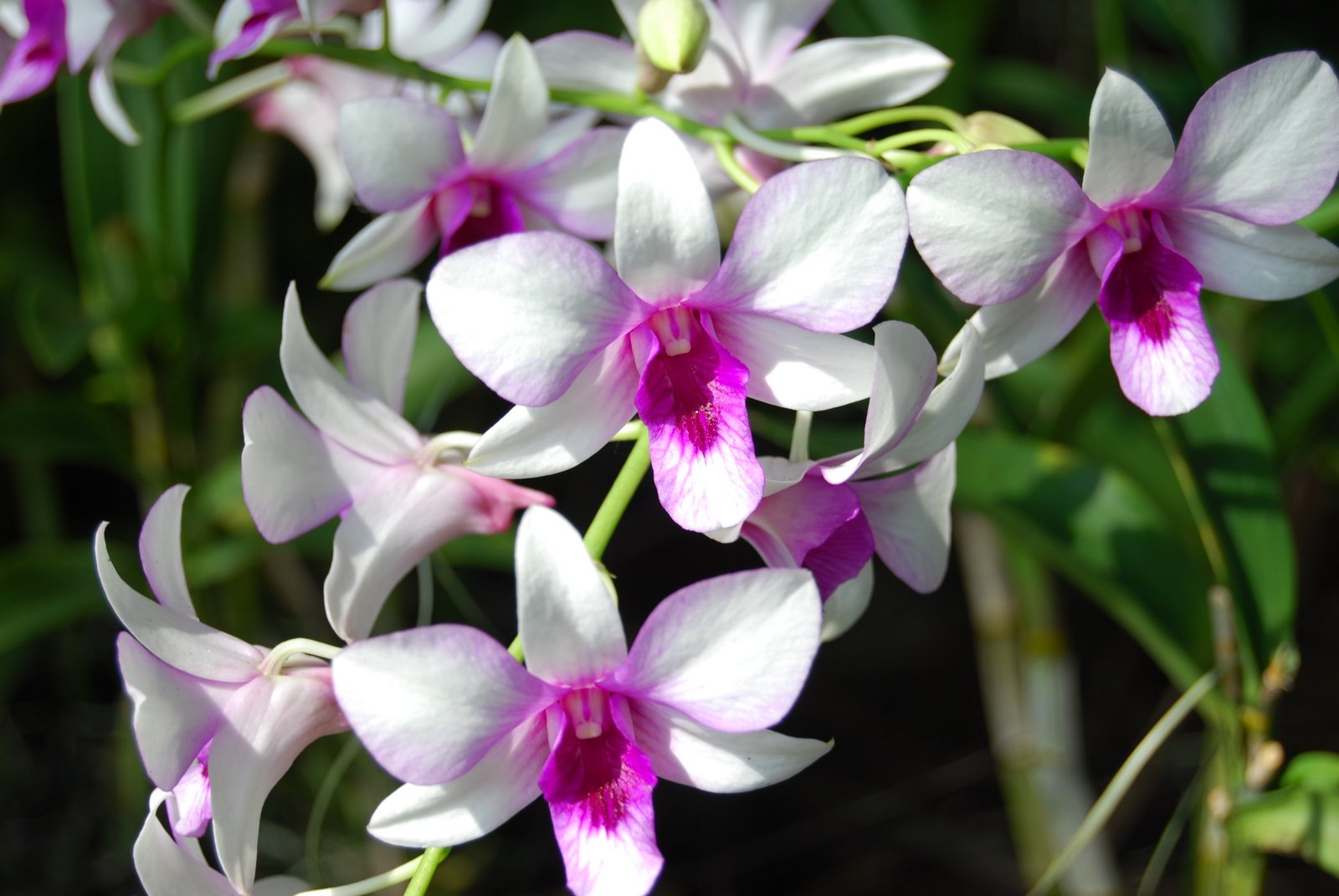 Orchid Flower Bunga Anggrek Wallpaper