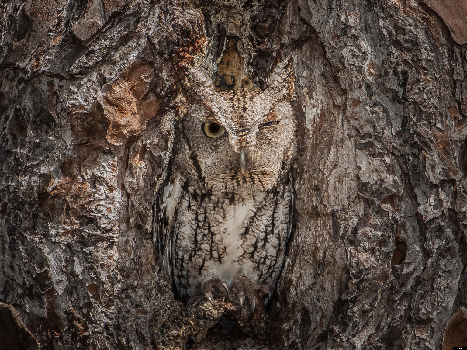 Eastern Screech Owl Is Perfectly Camouflaged In Georgia Forest