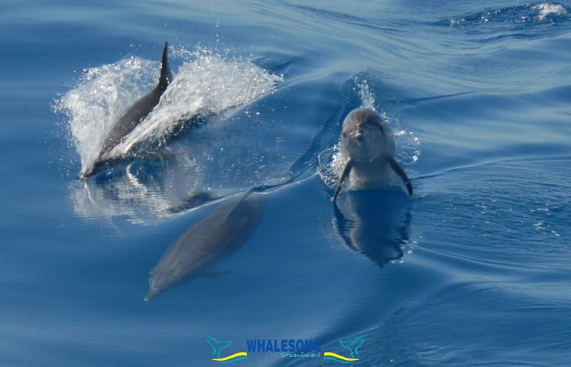 Dolphins In Bay Islands HD 1080p Wallpaper