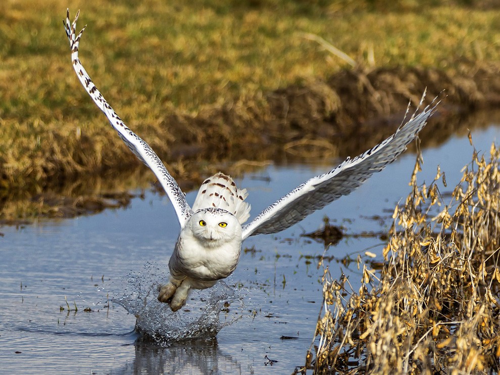 National Geographic Wallpaper Snowy Owl Canada