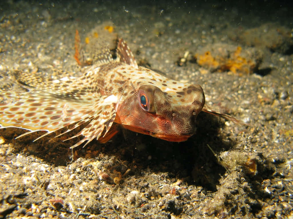 Flying Gurnard Sandy Bottom Wallpaper