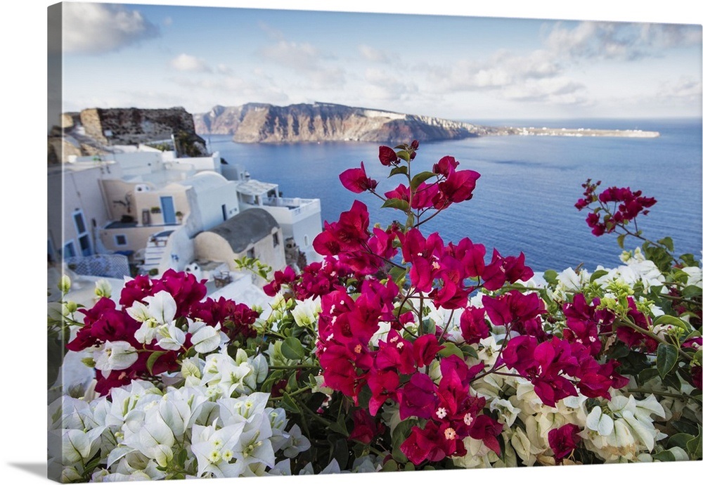 Bouganvillea On Oia Santorini Greece Wall Art S Prints