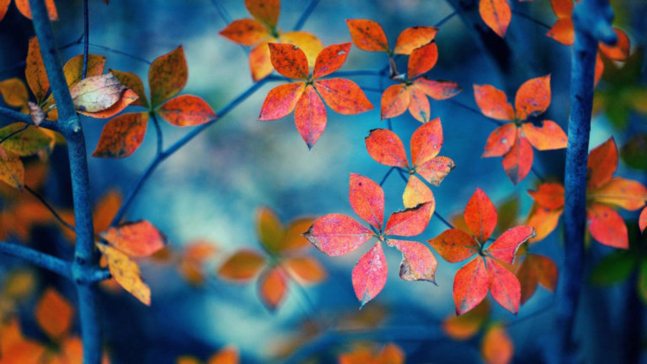 Autumn Wallpapers FREE Pictures on GreePX