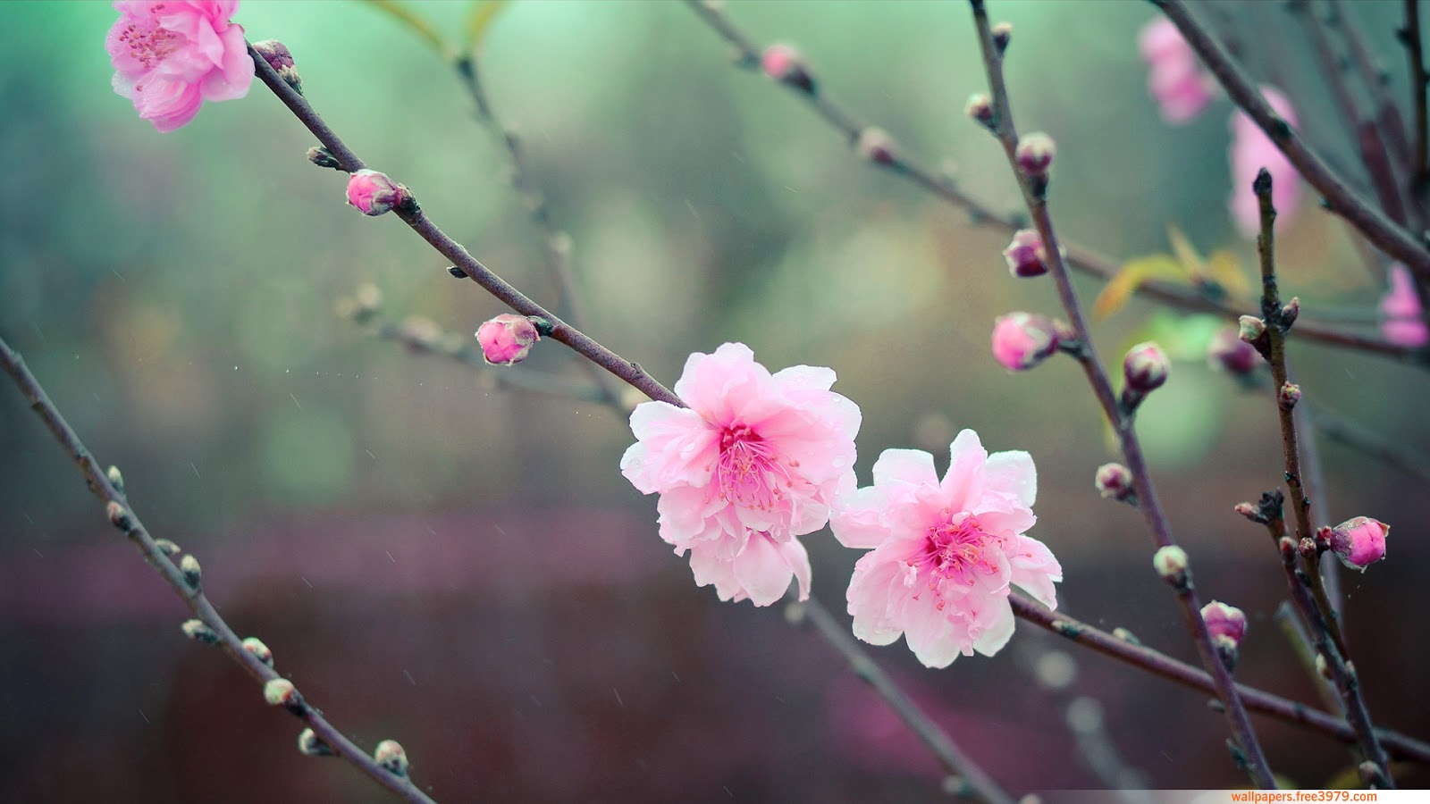 Asian Cherry Blossom Flower Wallpaper