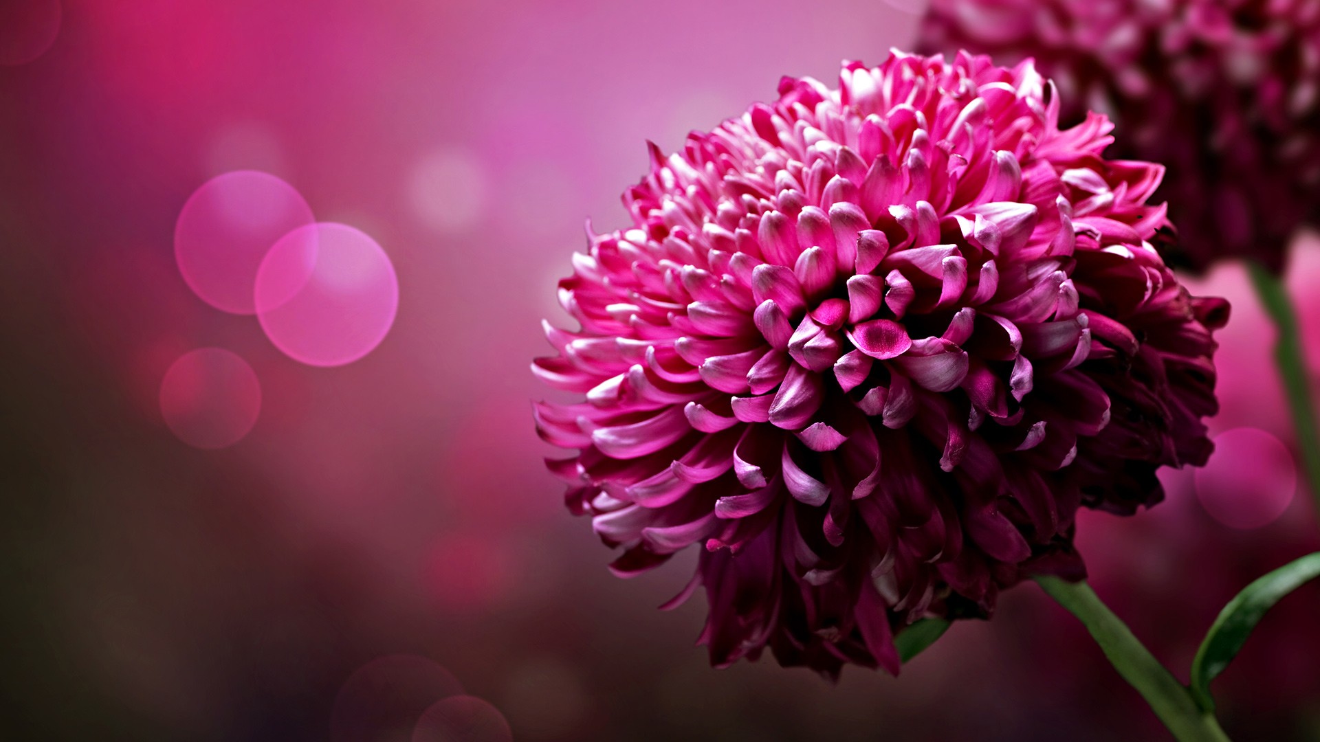 Pretty Purple Flower Wallpaper Images amp Pictures   Becuo