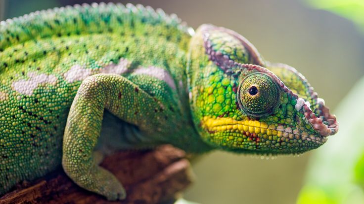 Panther Chameleon HD Lizard Wallpapers Pinterest