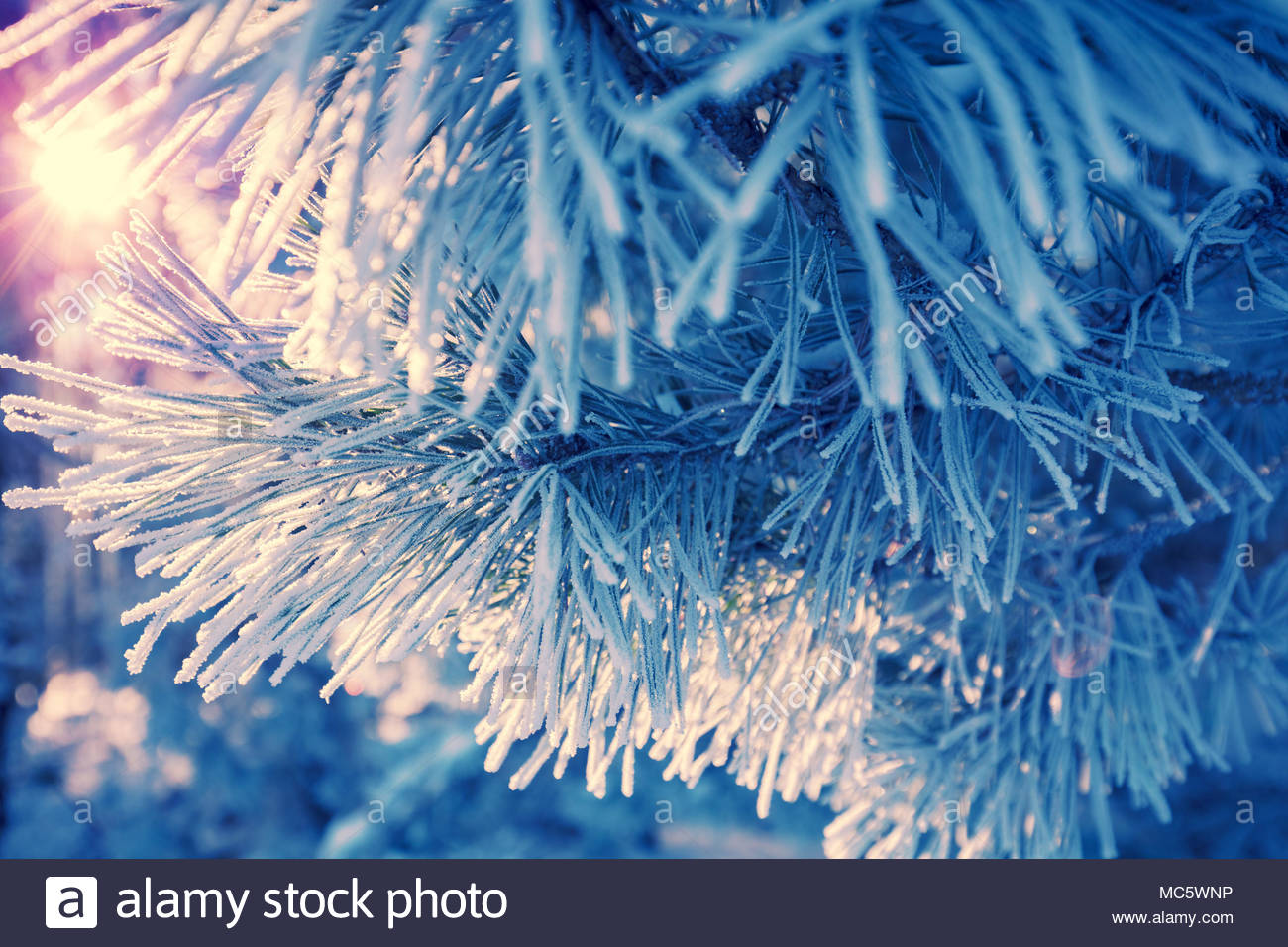 Pine branches covered with rime Natural winter background Winter