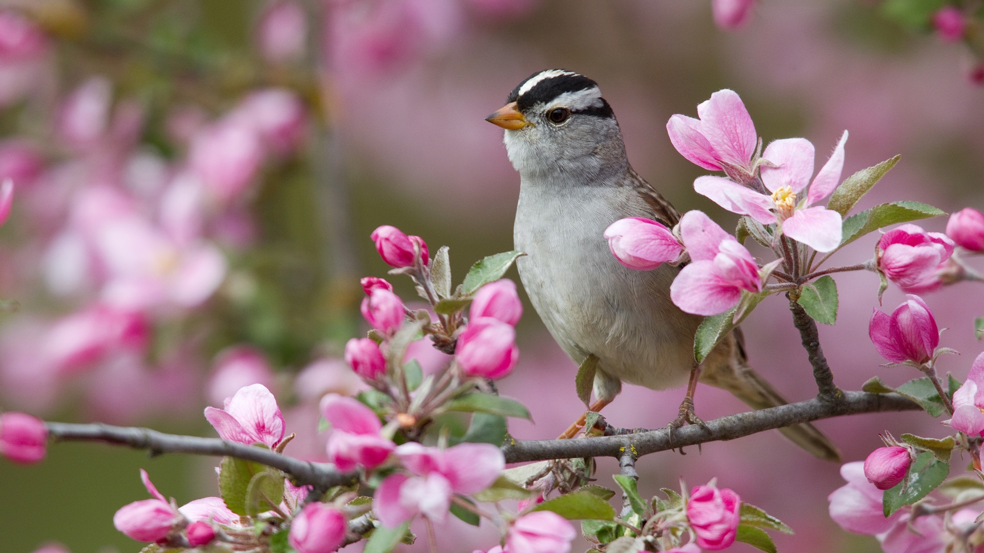 Flowers Branch Sparrow Bird X