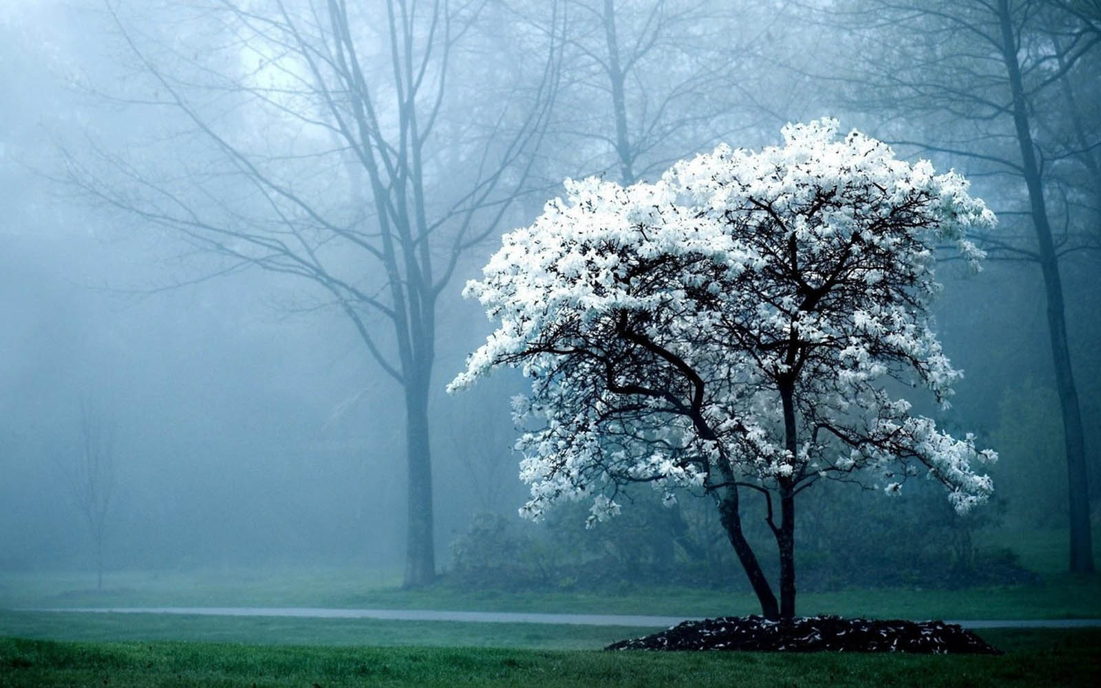 Morning Fog Wallpaper Image Photos Pictures And Background For