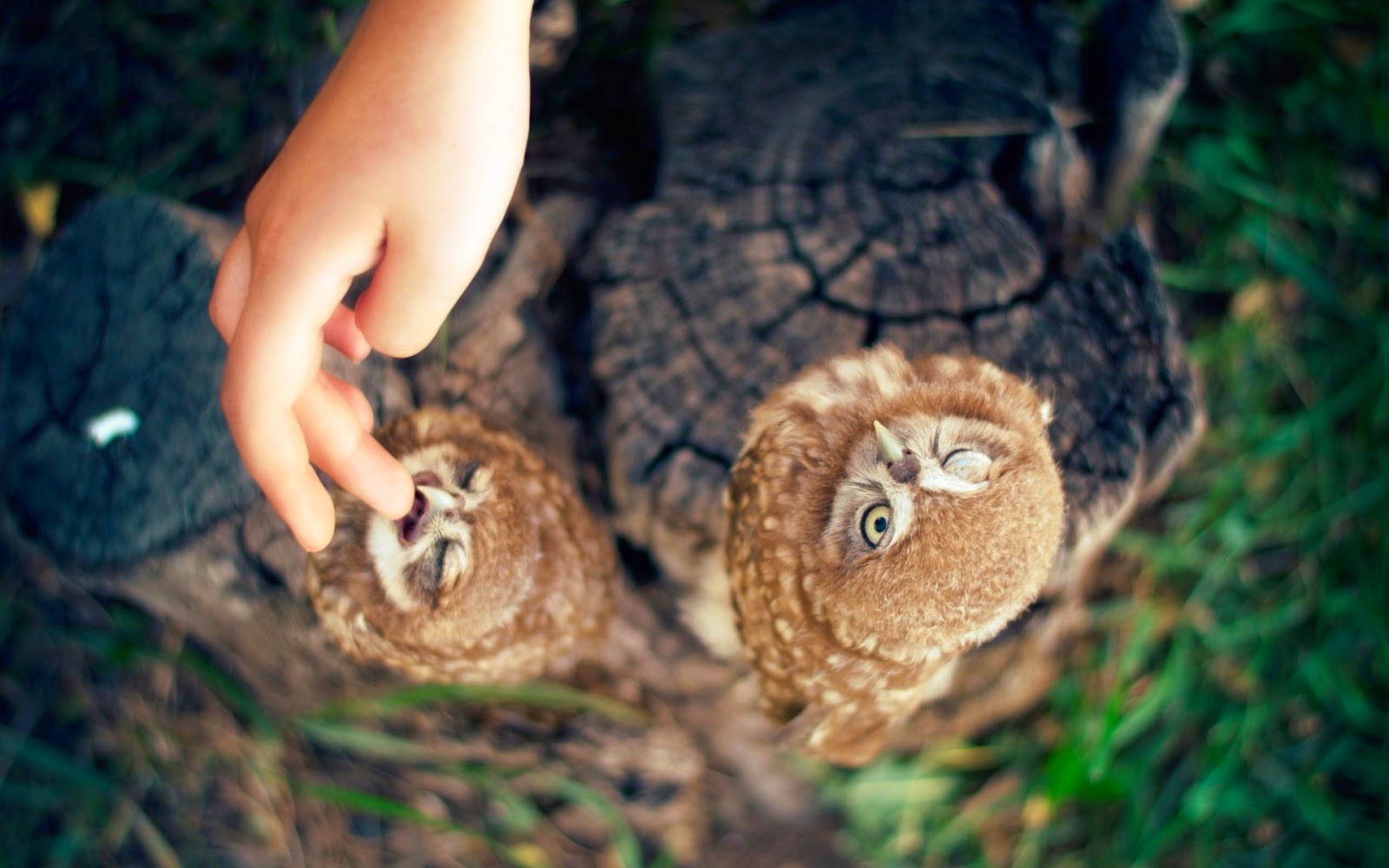 Hawk Owl Babies Mystery Wallpaper