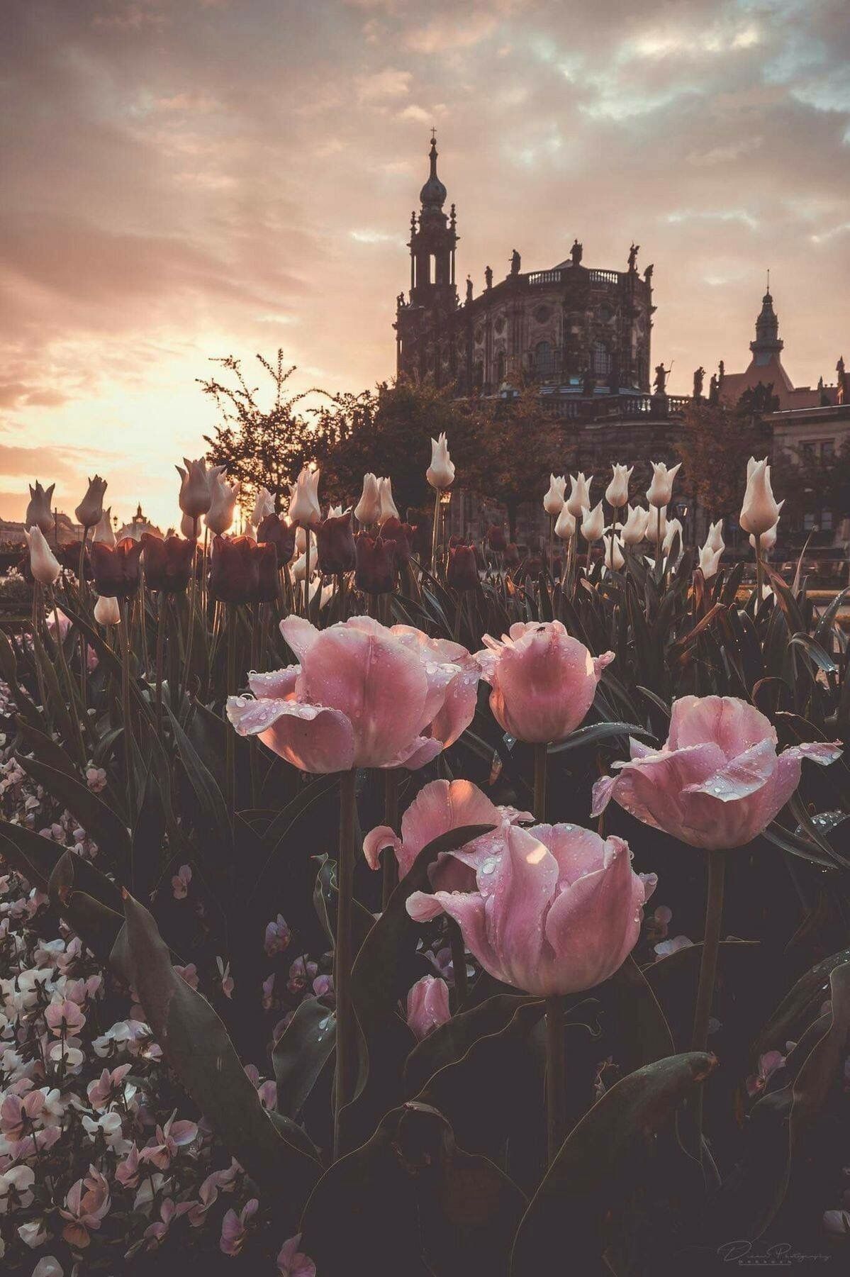 Rose Pink Aesthetic Wallpaper Landscape