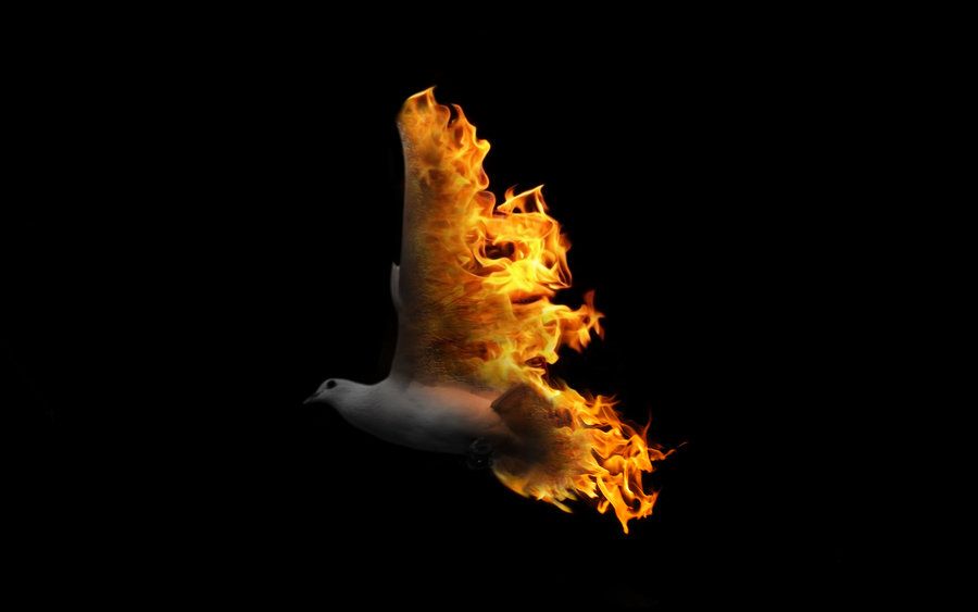 Fire Dove By A X Designs Deviantart Fogo Do