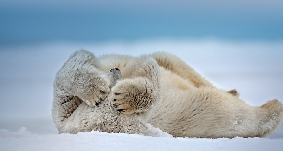 Polar Bear Rolling On The Frozen Beaufort Sea Near Point Barrow