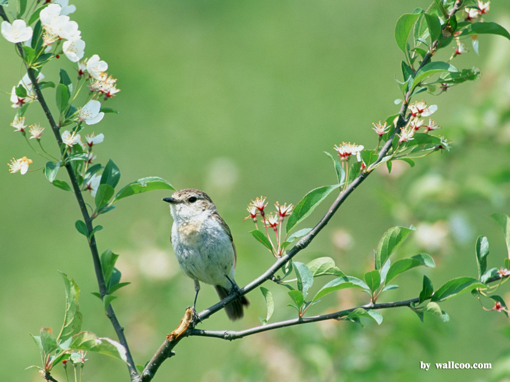 Birds Wallpaper Lovely Bird In Spring Vol No Desktop