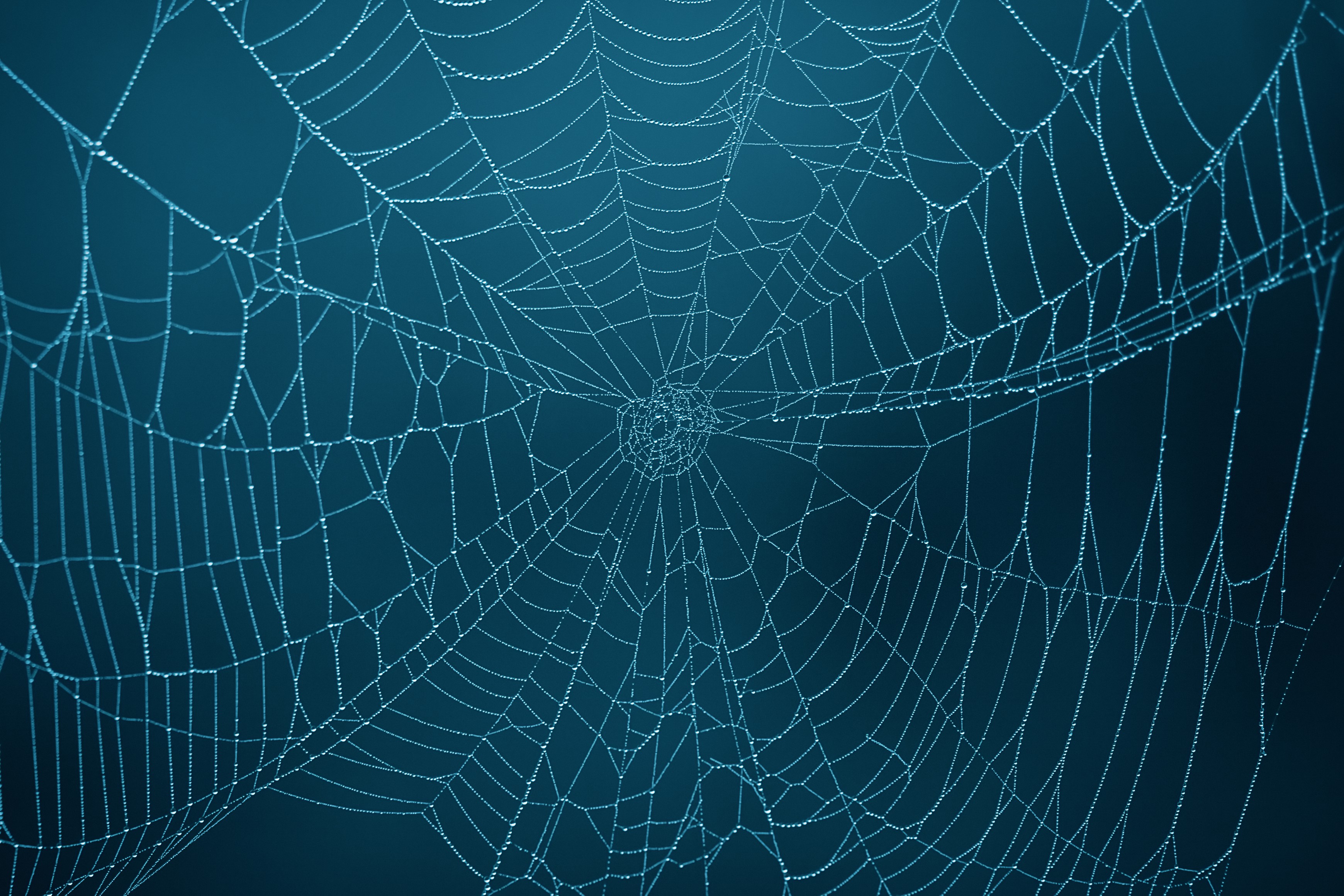 Spider Web Background Theme Related Keywords Amp Suggestions