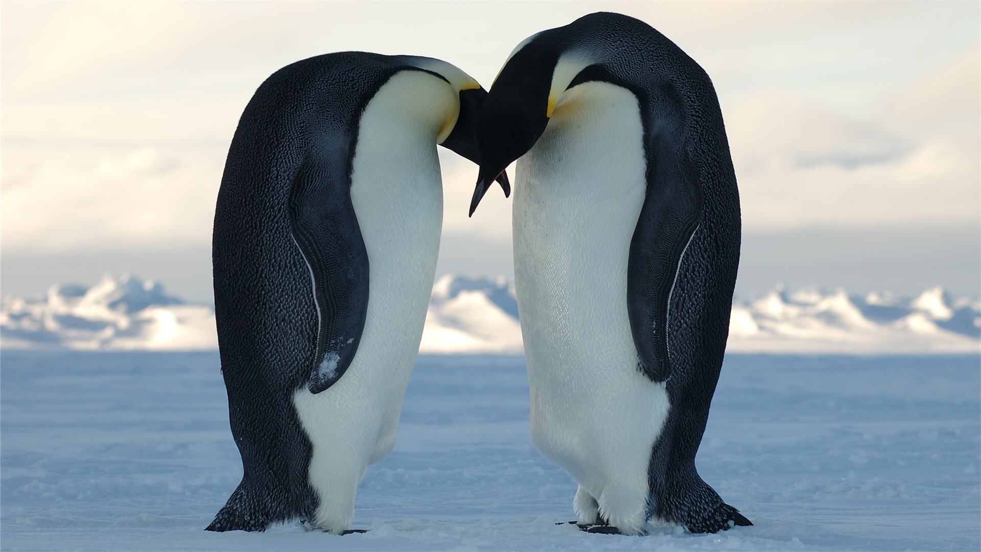Penguins Couple High Quality Picture Wallpaper