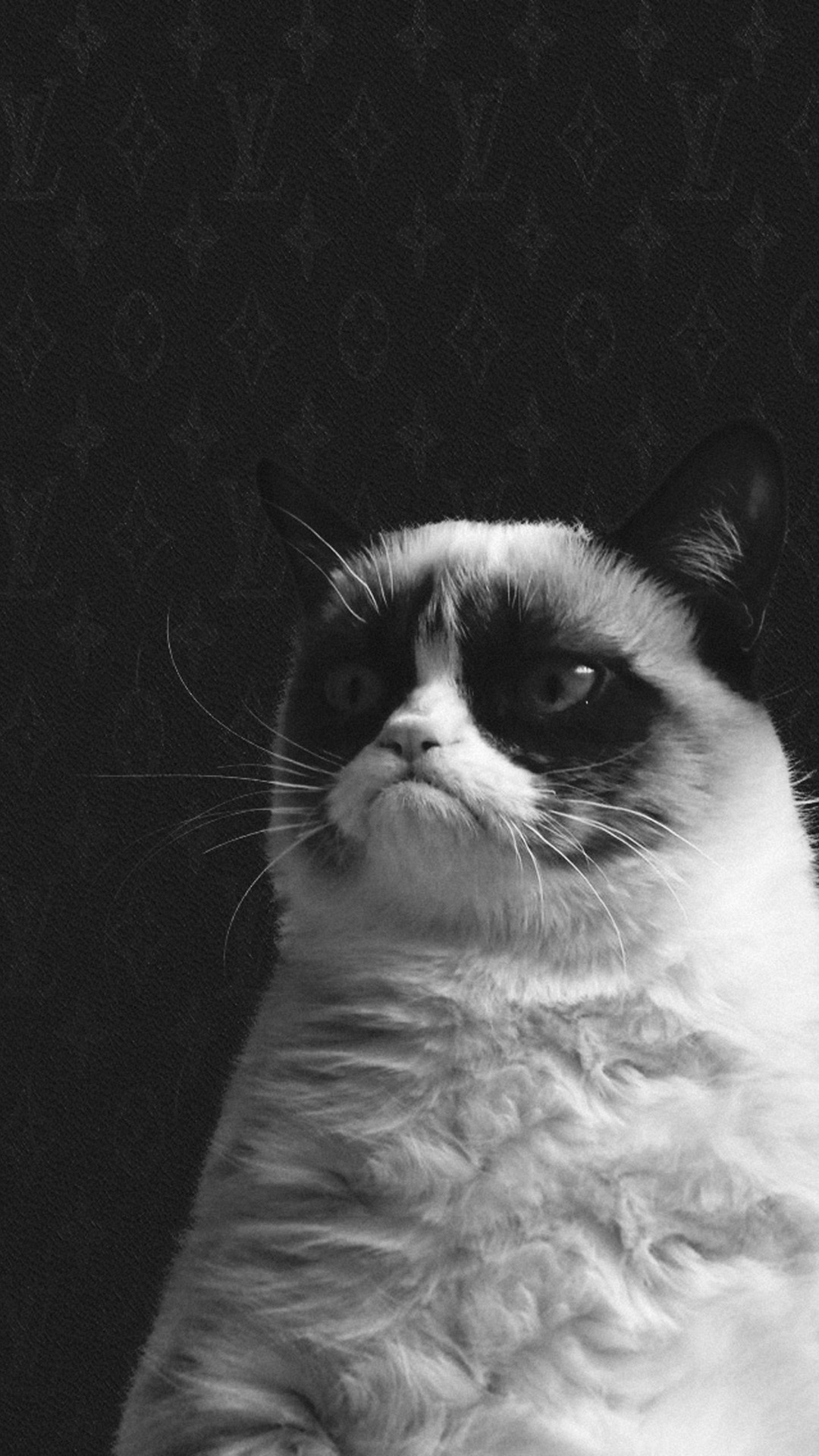 Funny Grumpy Cat HD Wallpaper iPhone plus wallpapersmobilenet