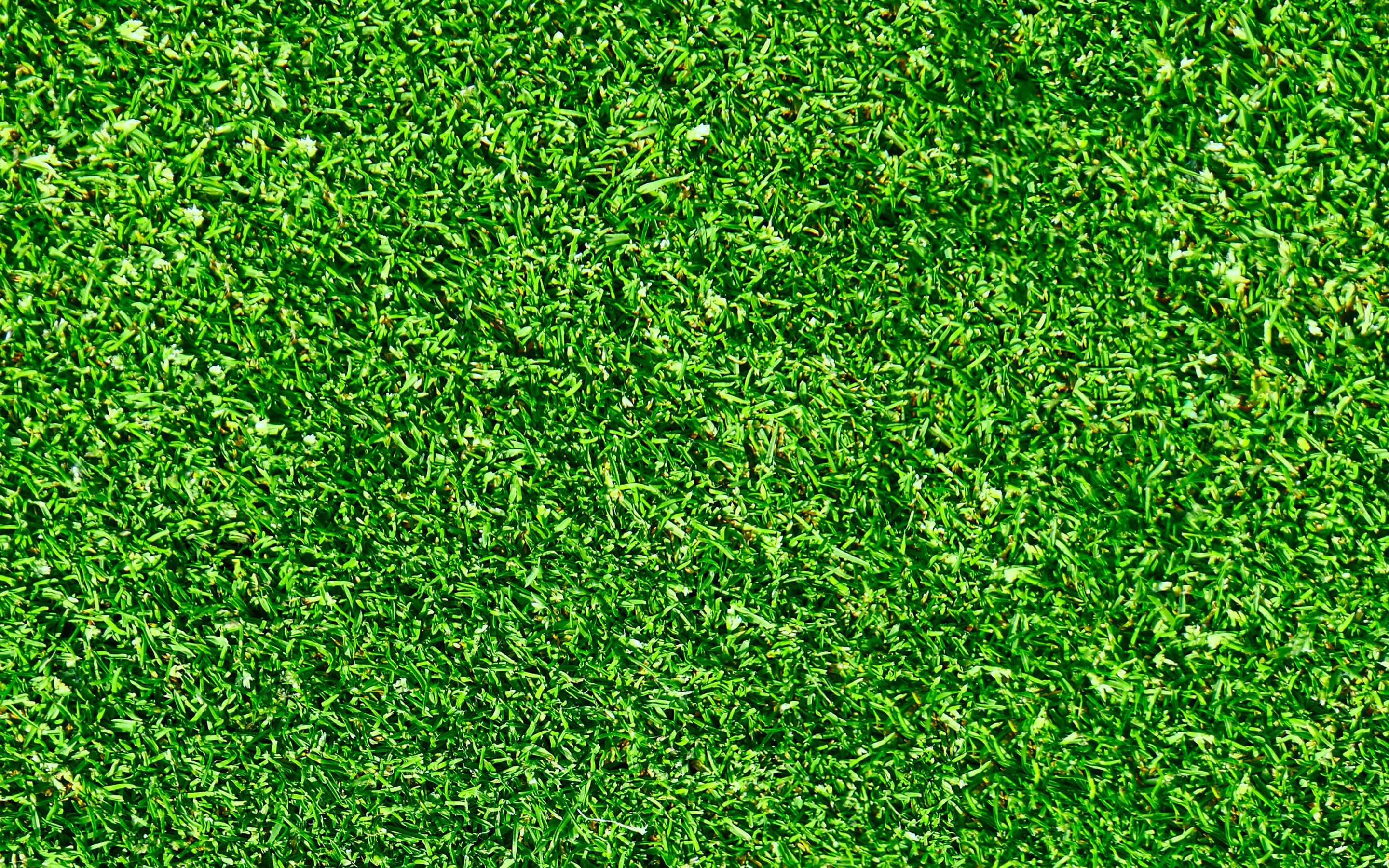 Download wallpapers green grass texture green grass beautiful