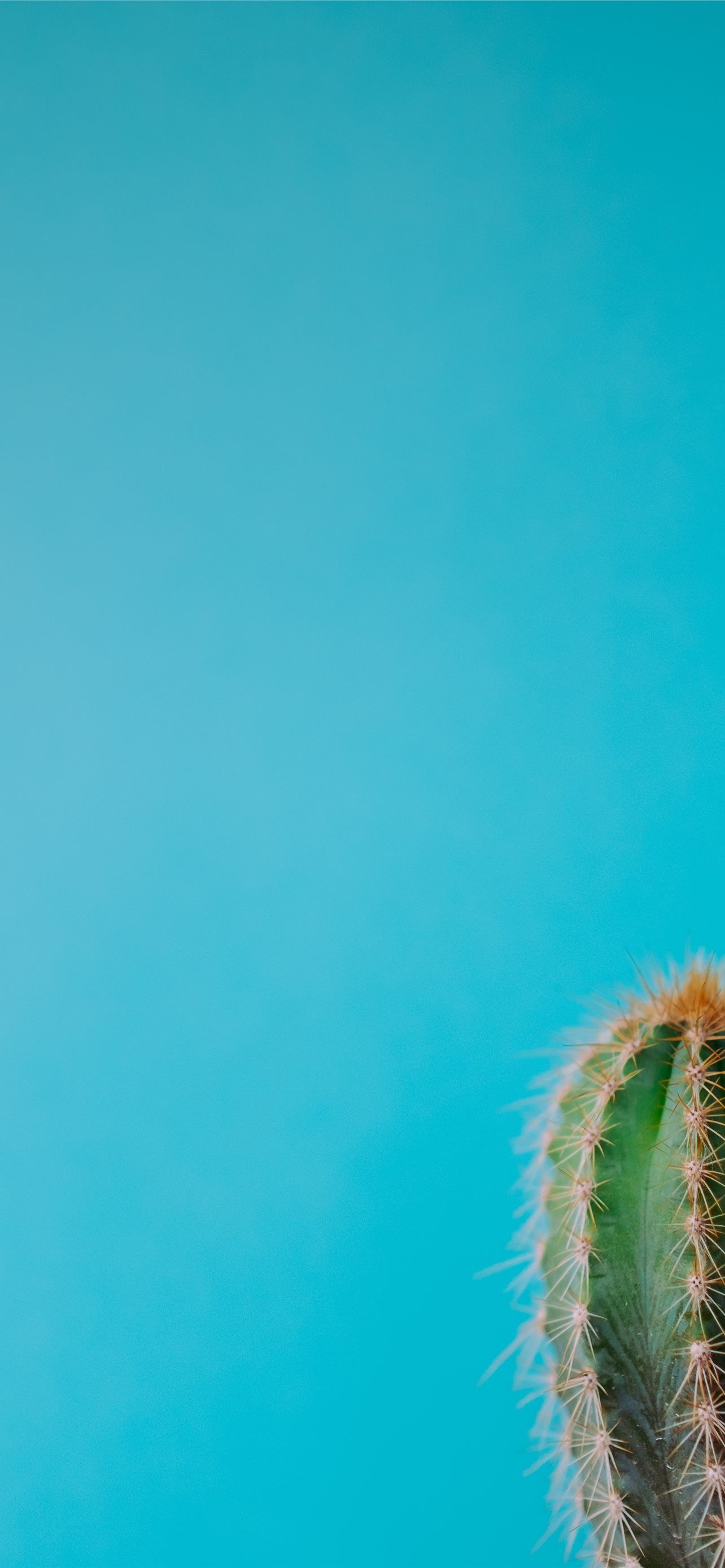 Cactus iPhone Wallpaper