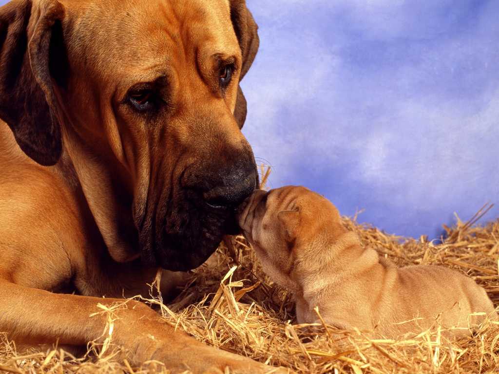 And Son Boxer Dog Wallpaper Desktop Dogs Dad