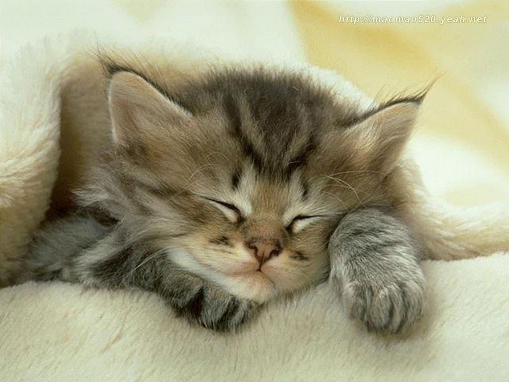 Cute Kitten Wallpaper   Kittens Wallpaper 13938596