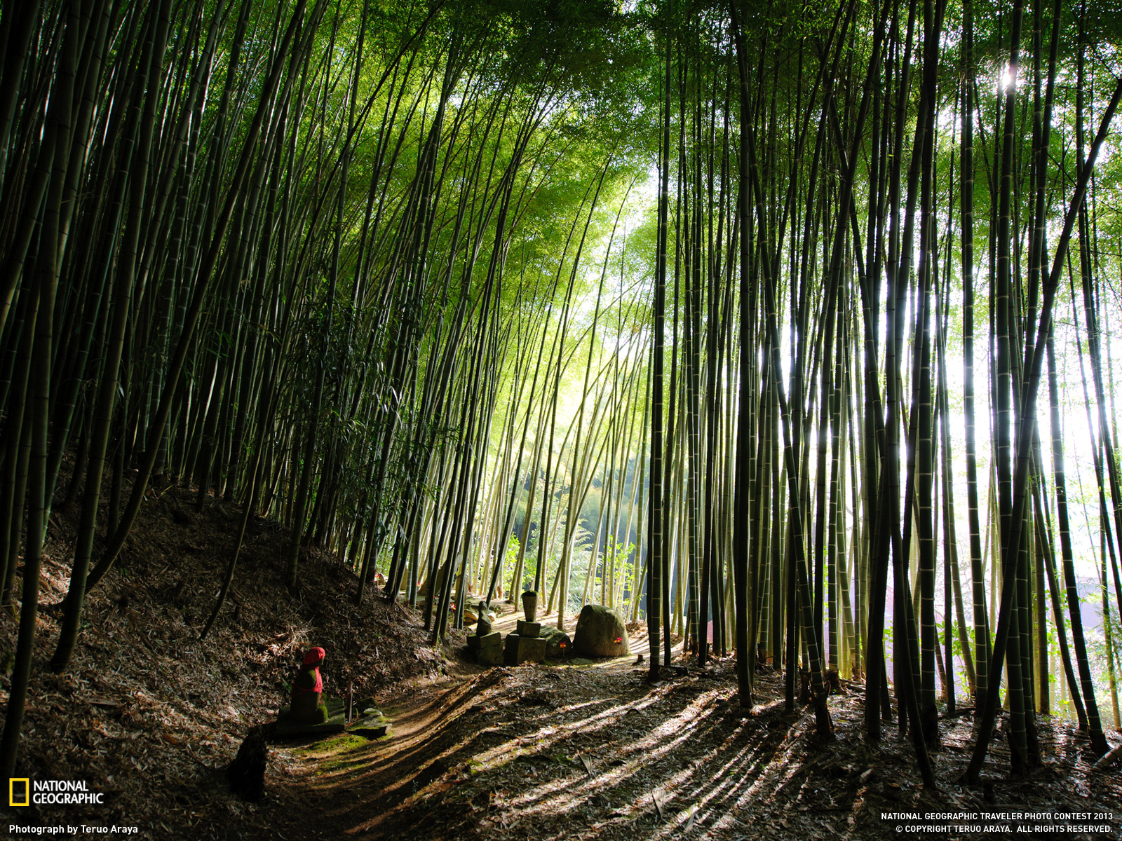 Bamboo Picture Japan Wallpaper National Geographic Photo Of The