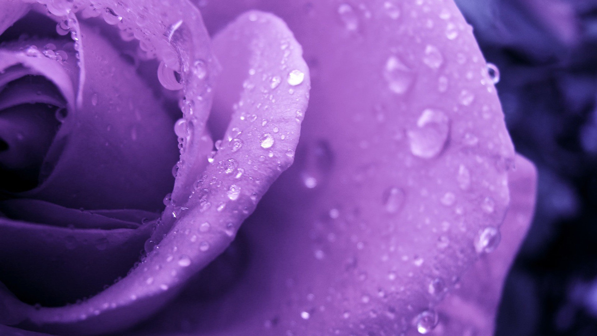 Purple Rose And Water Droplets Wallpaper Image