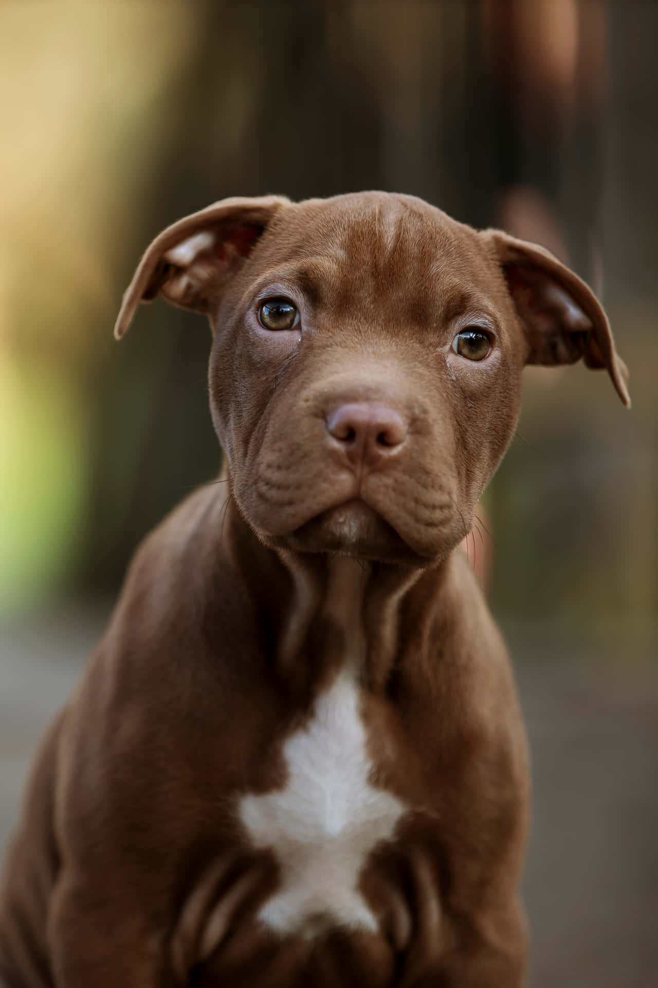 Dog Pitbull Wallpaper