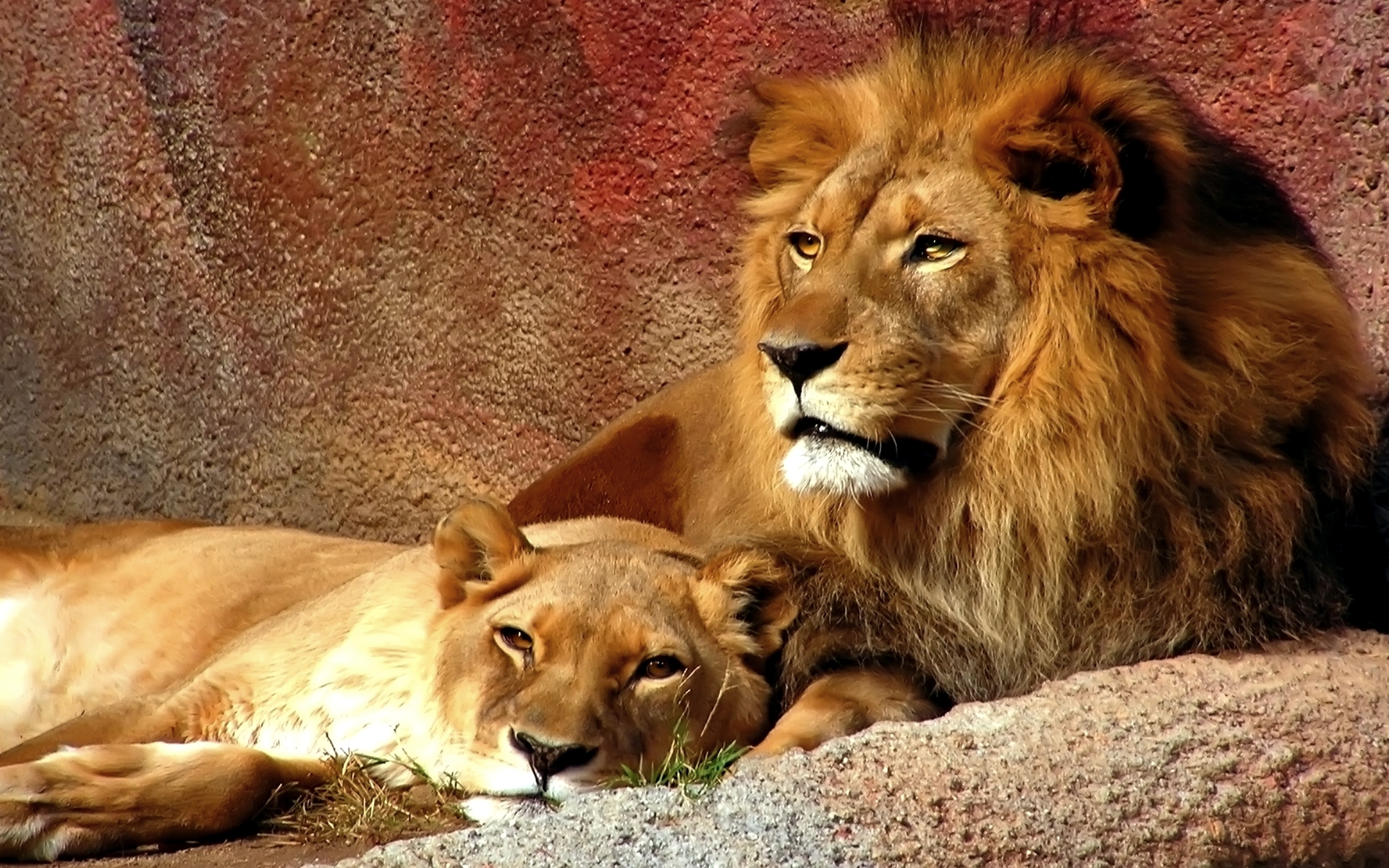 Lion Lioness Wallpaper