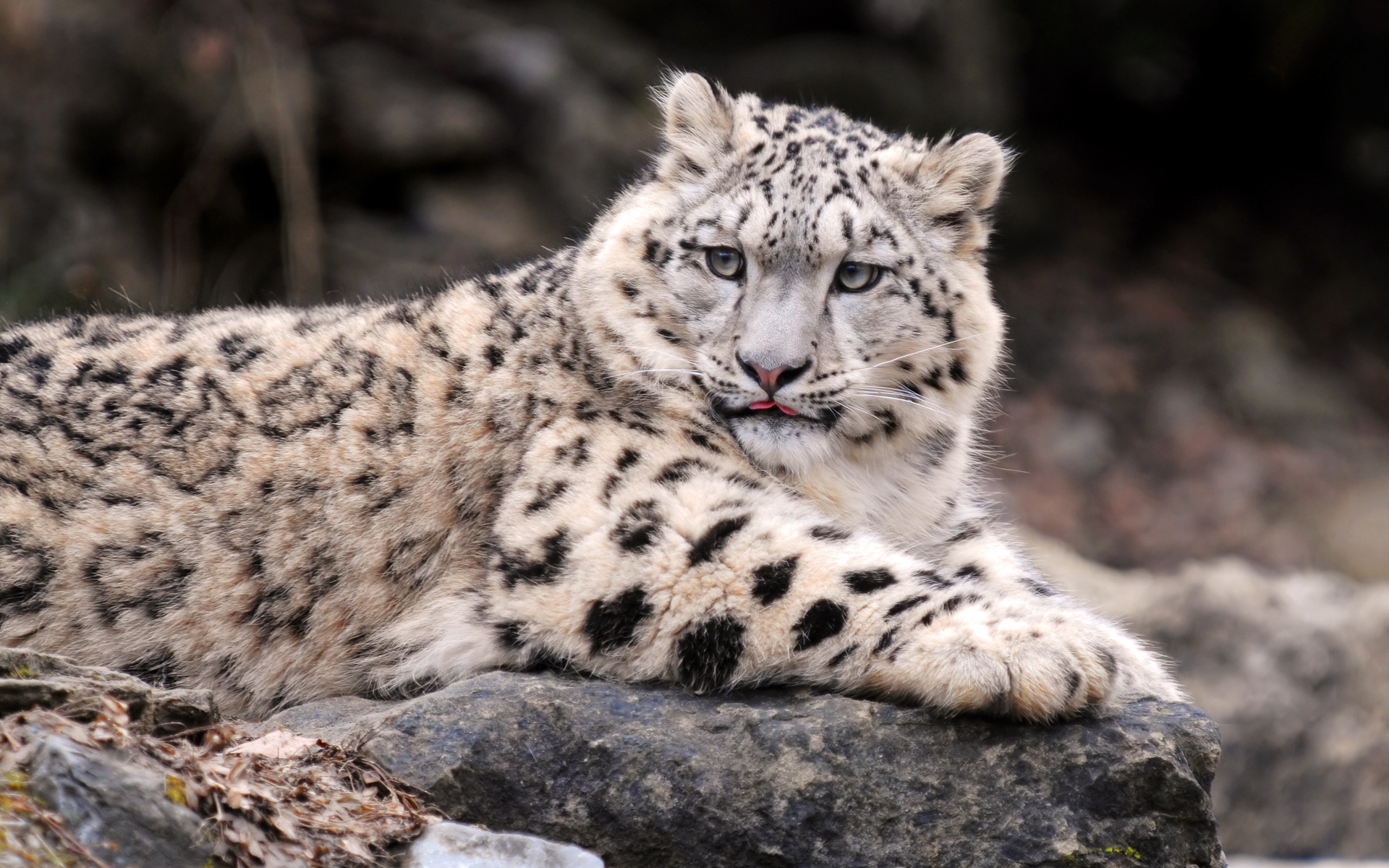A majestic snow leopard resting on a rock, its thick fur providing warmth against the cold mountain air
