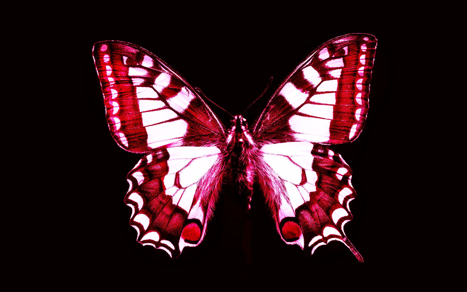 Red Butterfly Wallpaper HD Background Desktop