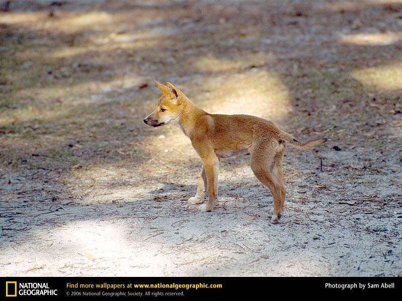 Dingo Picture Desktop Wallpaper