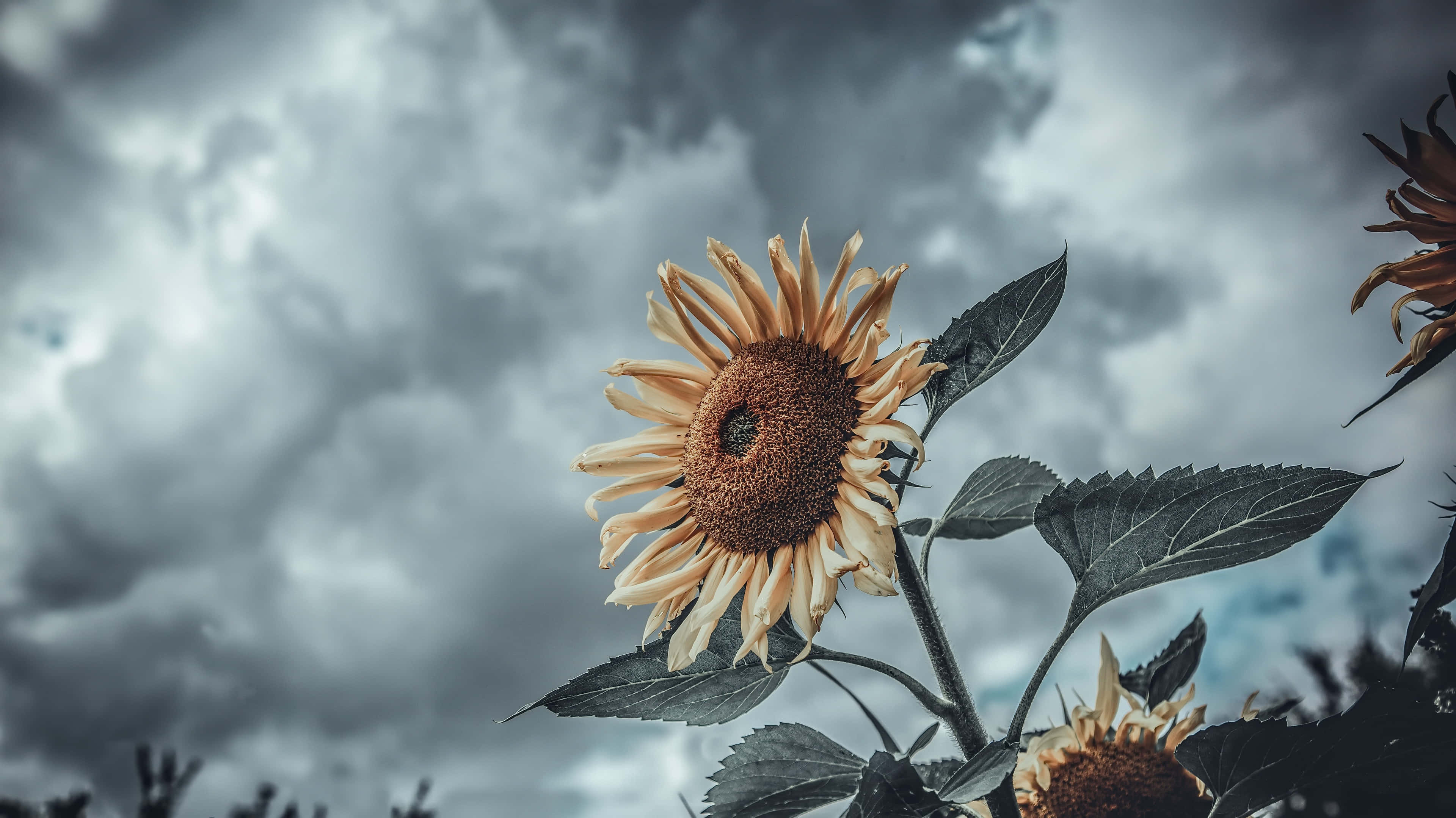 Dark Sunflower Wallpaper