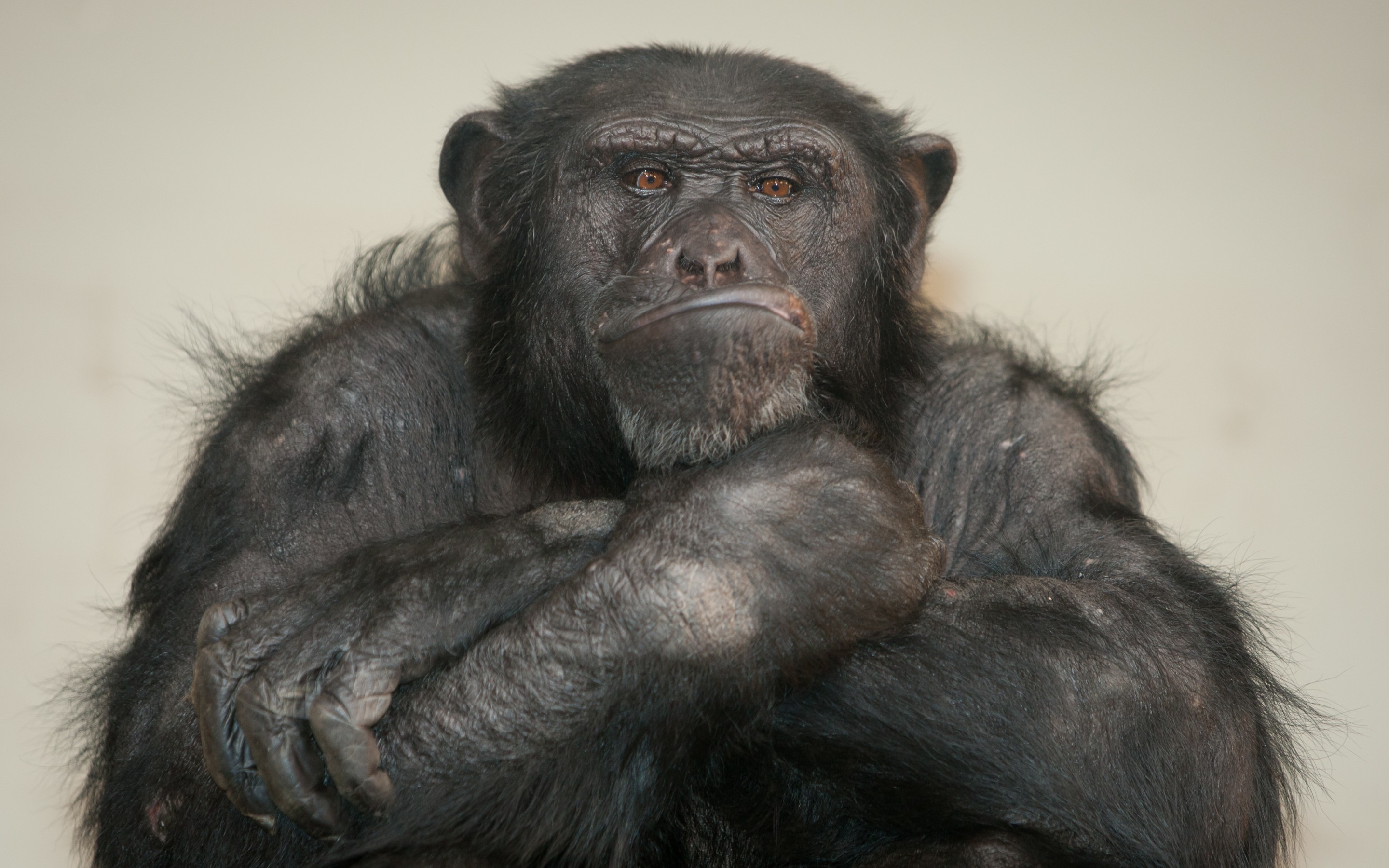 Chimpanzee Puter Wallpaper Desktop Background