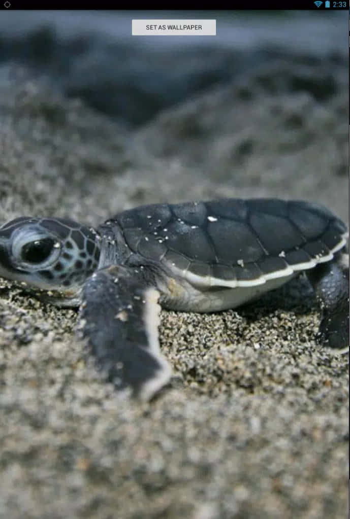 Baby Turtle Wallpaper