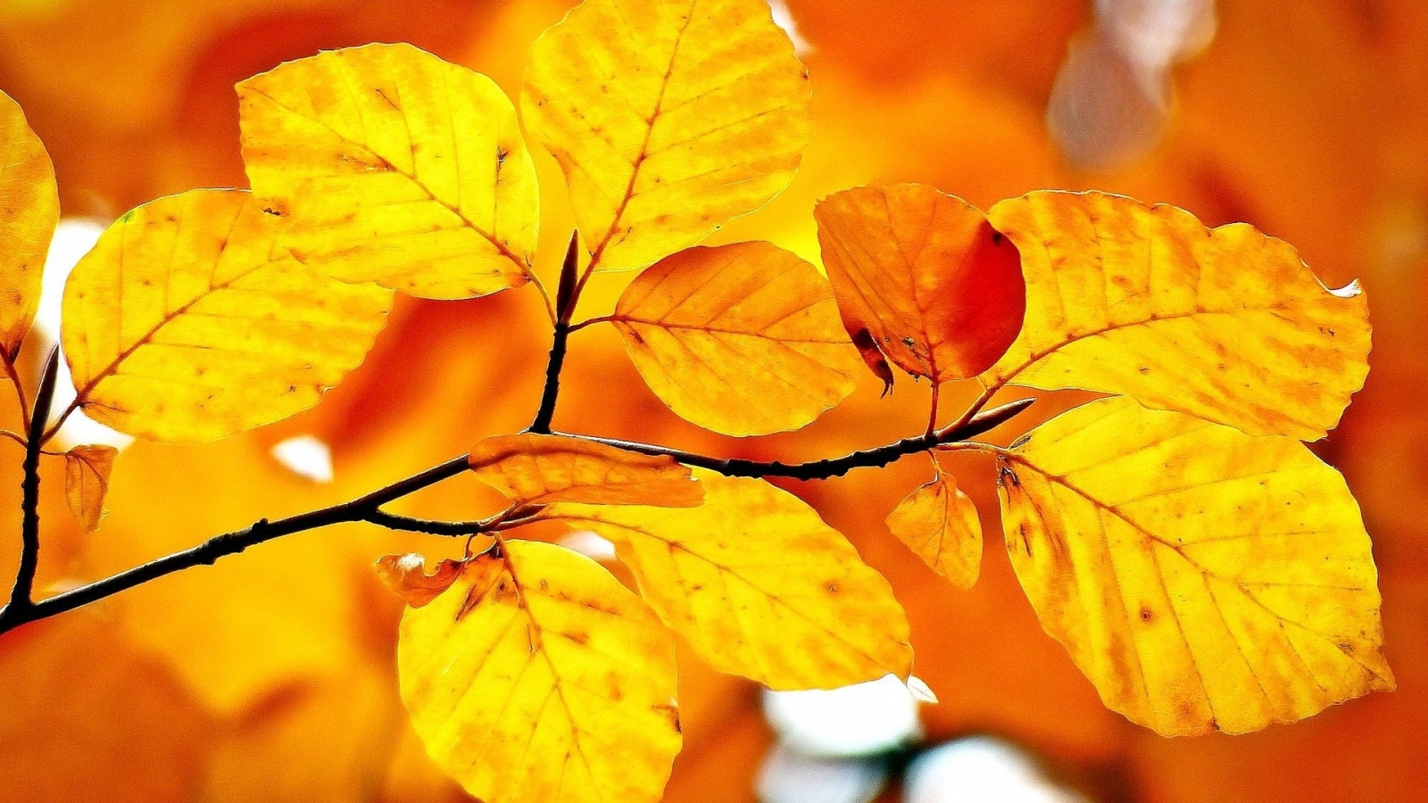 Autumn Branch Leaves Wallpaper