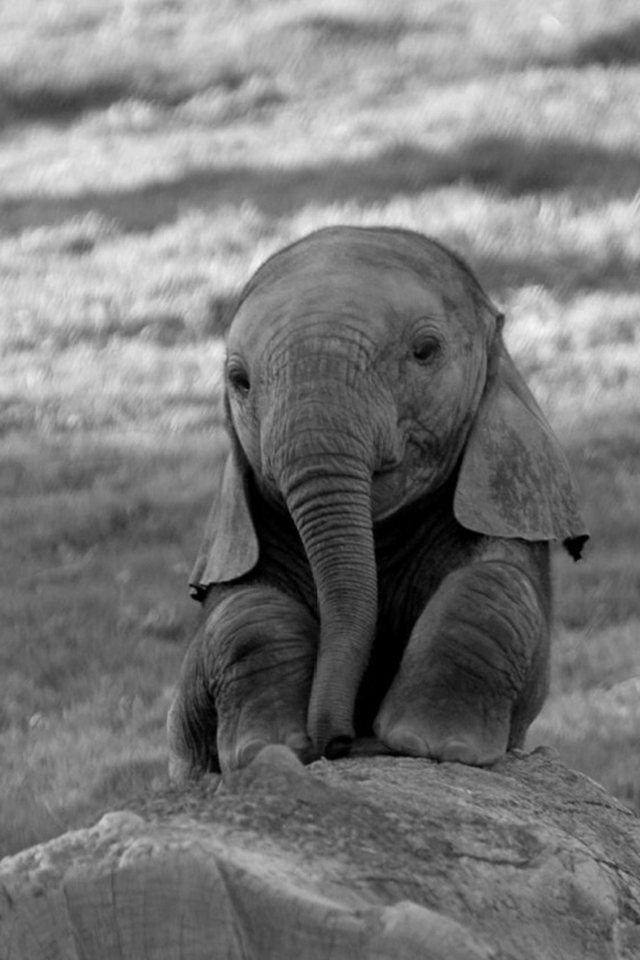 Baby Elephant iPhone Wallpaper