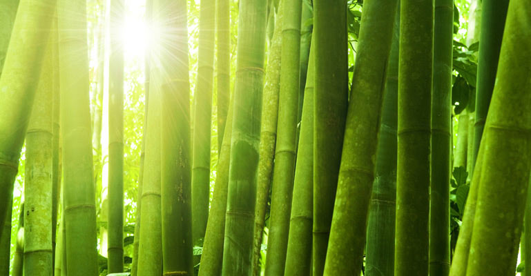 Bamboo Forest Custom Wallpaper Nature