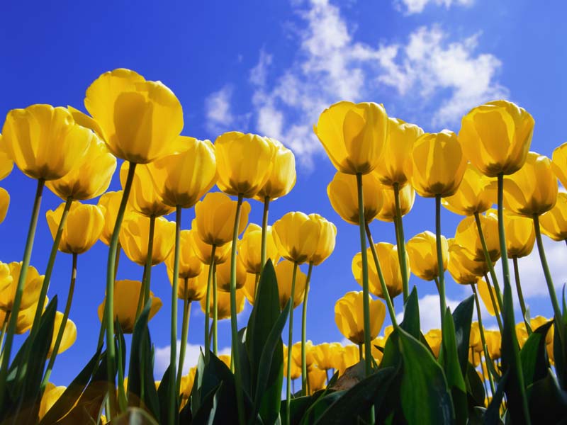 Wallpaper Pc Puter Yellow Tulips Flowers