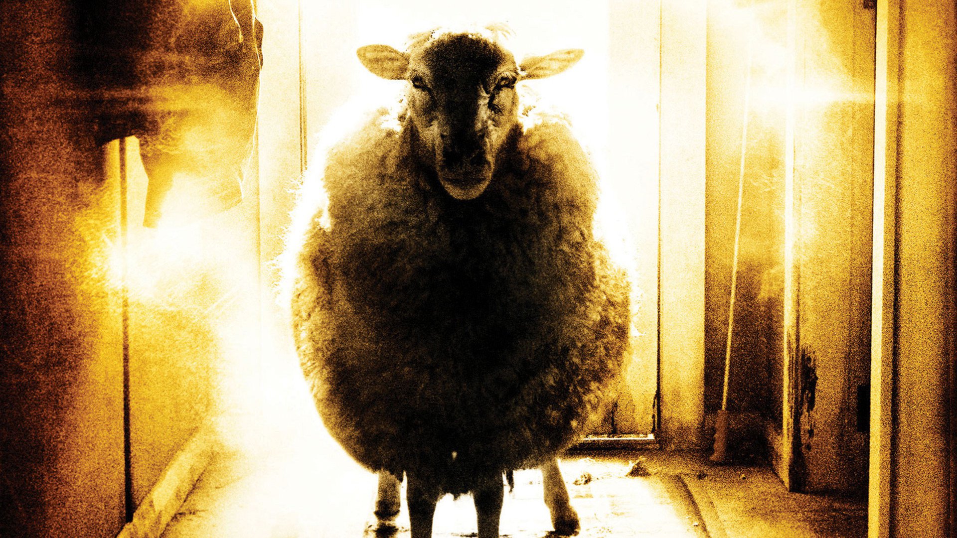 Black Sheep Posters Wallpaper Trailers Prime Movies