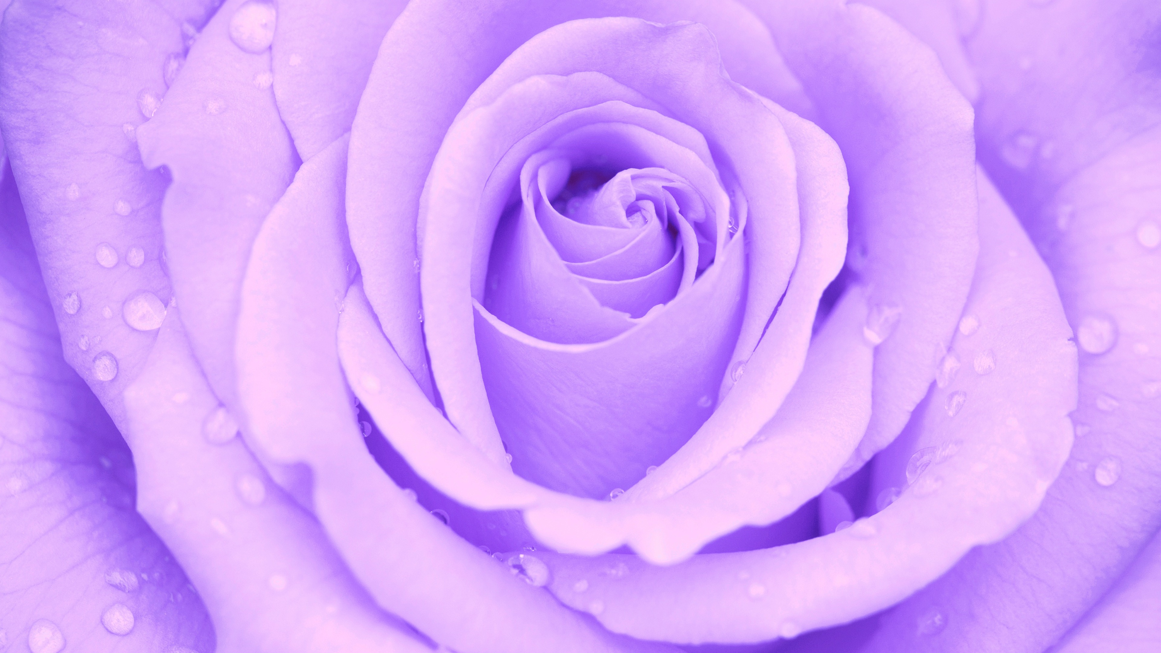 Close-up of a lavender rose with water droplets, perfect for a mobile wallpaper