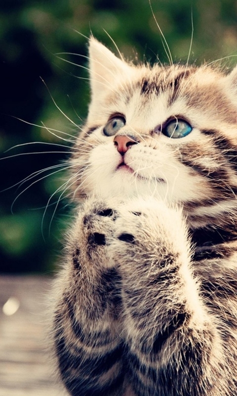 Cute Kitten Praying Wallpaper For Nokia Lumia