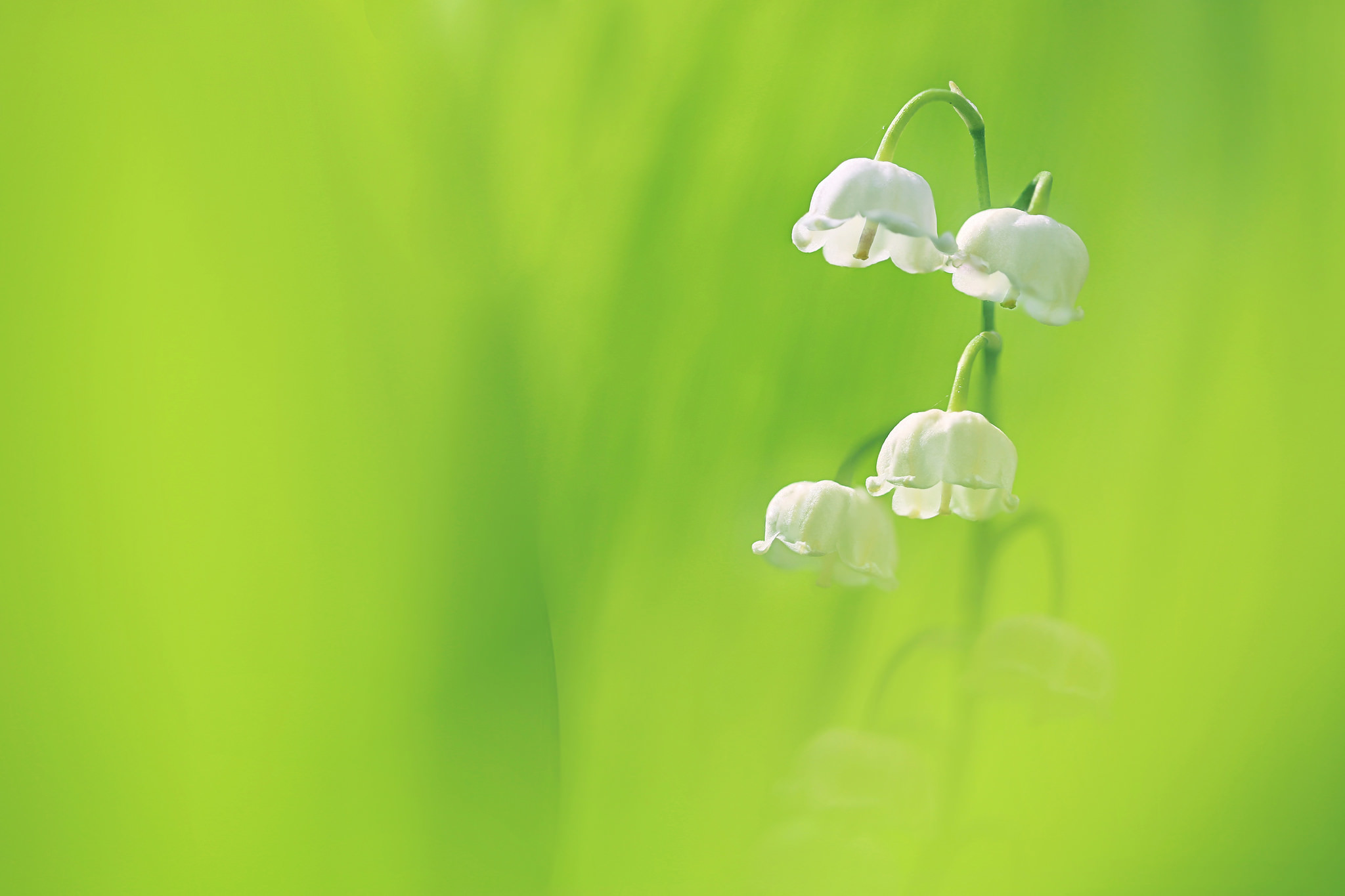 Lily Of The Valley HD Wallpaper And