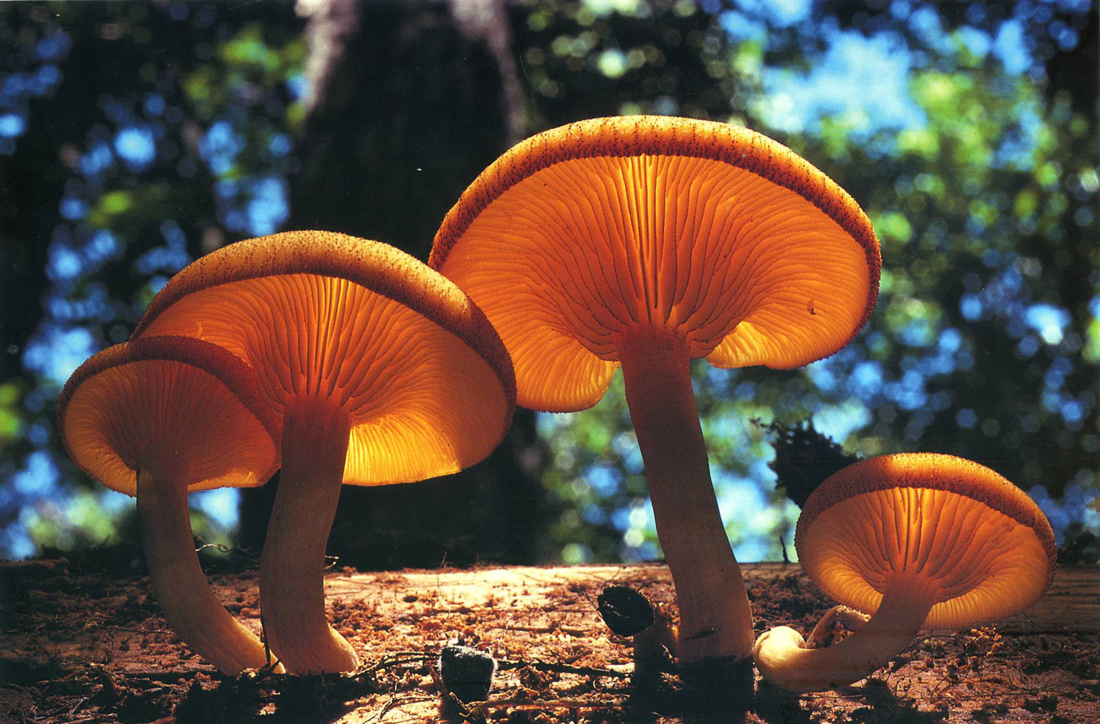 HD Mushroom Wallpaper Desktop