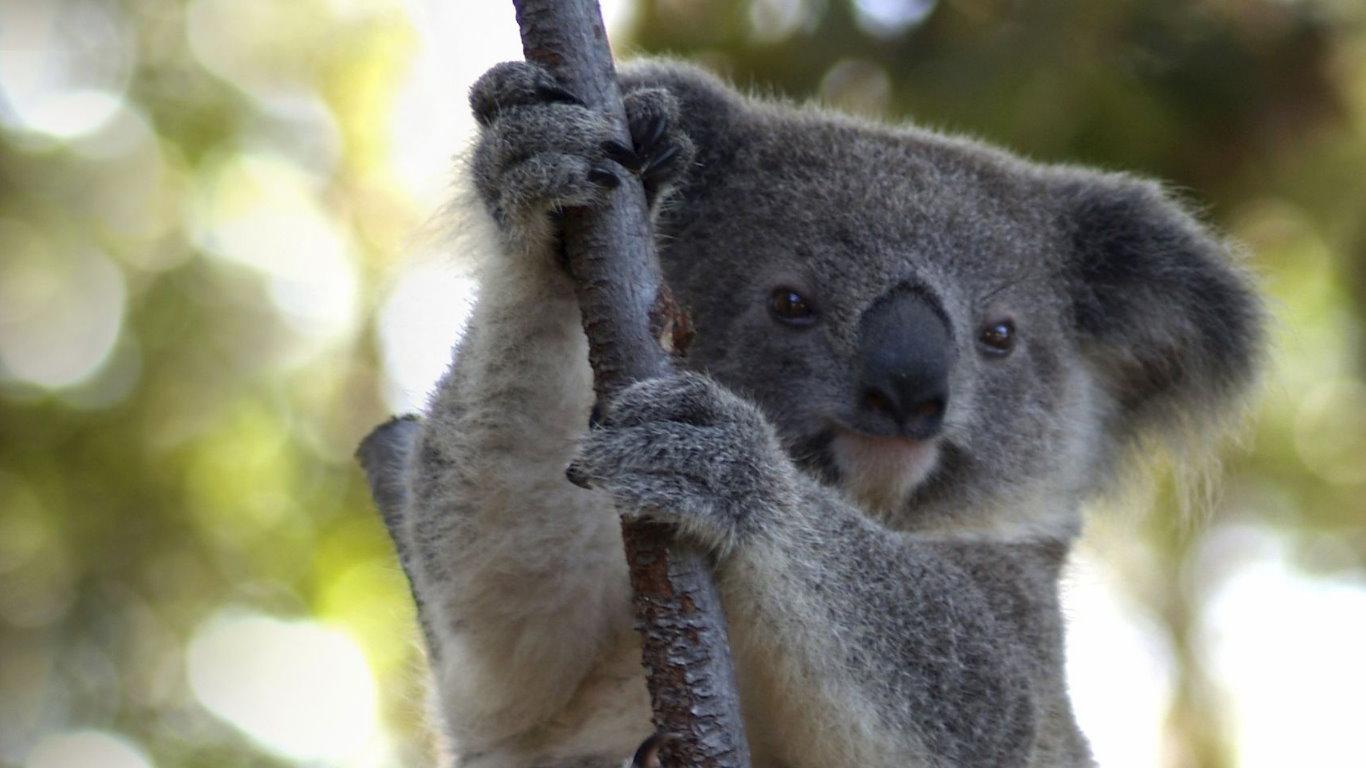 [49+] Cute Baby Koala Wallpaper - WallpaperSafari