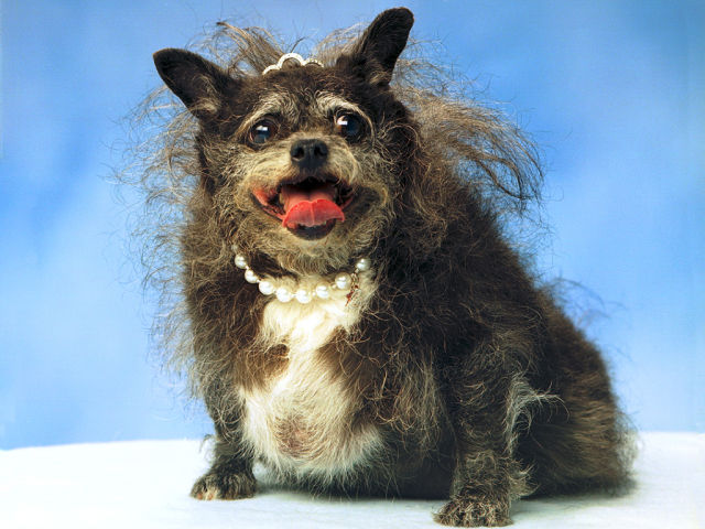 Ugliest Dogs Ever Damn Cool Pictures